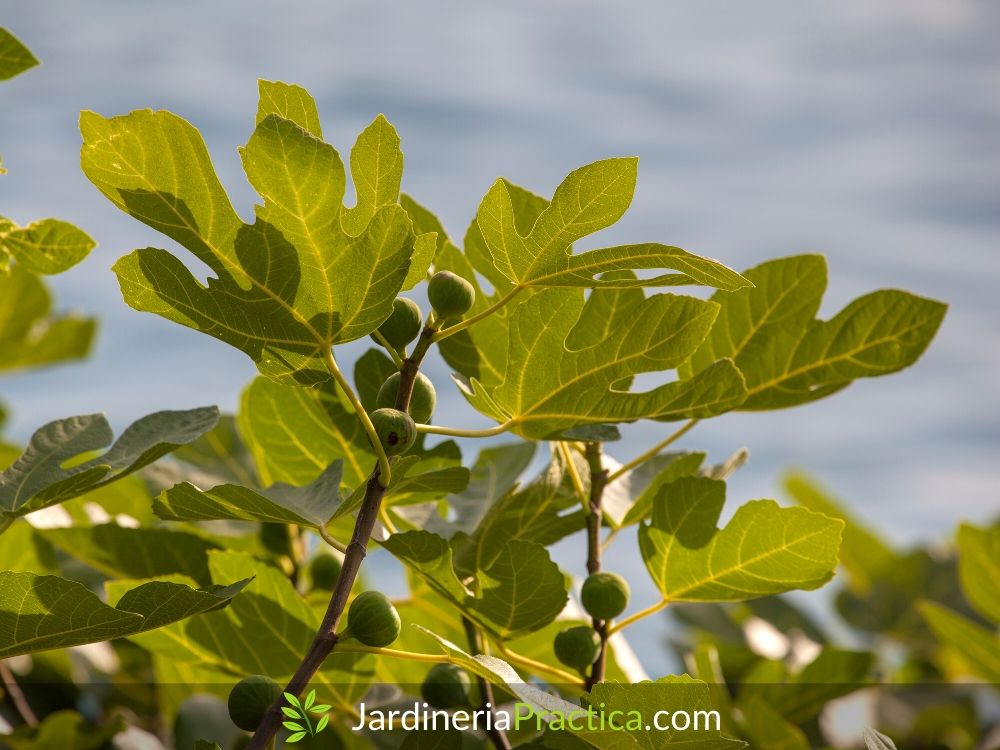 Árbol de higo