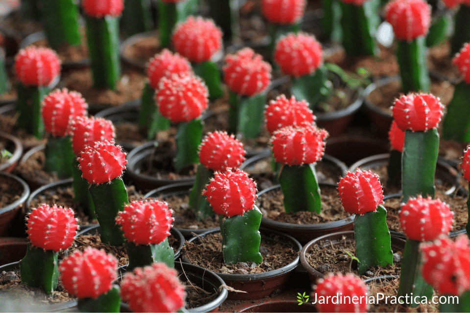 Cactus gorra amarila - Gymnocalycium mihanovichii