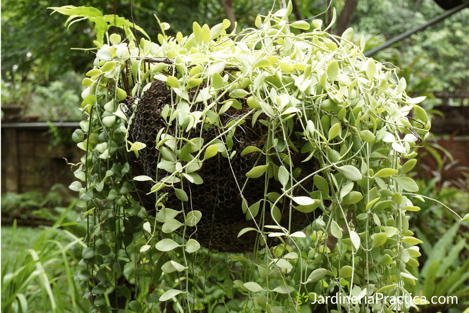 Planta hormiga - Dischidia nummularia