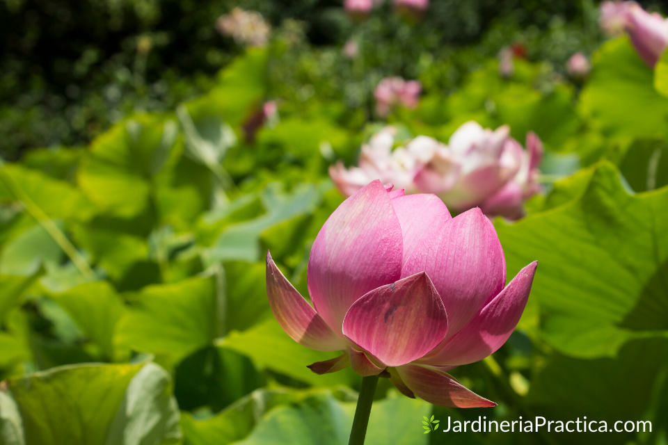 flor de loto para jardin
