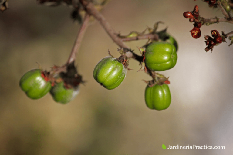 7+ Beneficios del Tua Tua (Para que sirve)