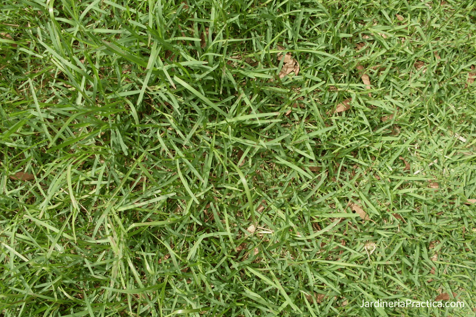 pasto de san agustín